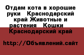 Отдам кота в хорошие руки - Краснодарский край Животные и растения » Кошки   . Краснодарский край